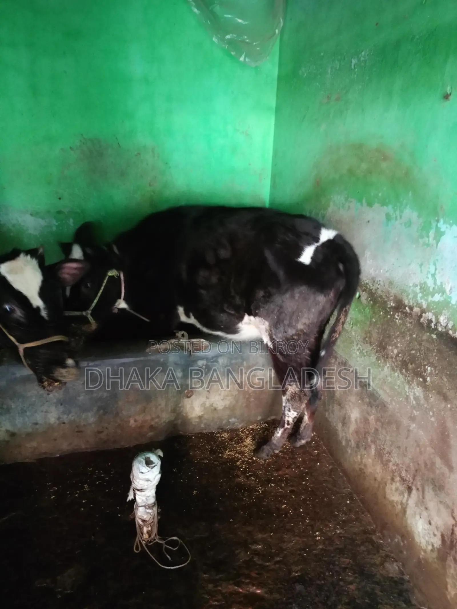 90% Friesian Cow for Sale