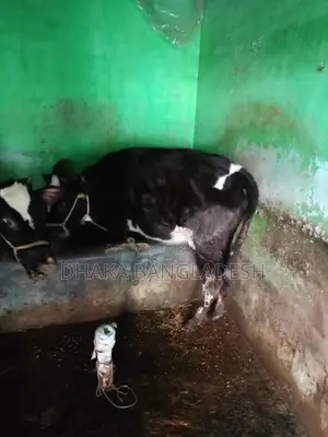 90% Friesian Cow for Sale