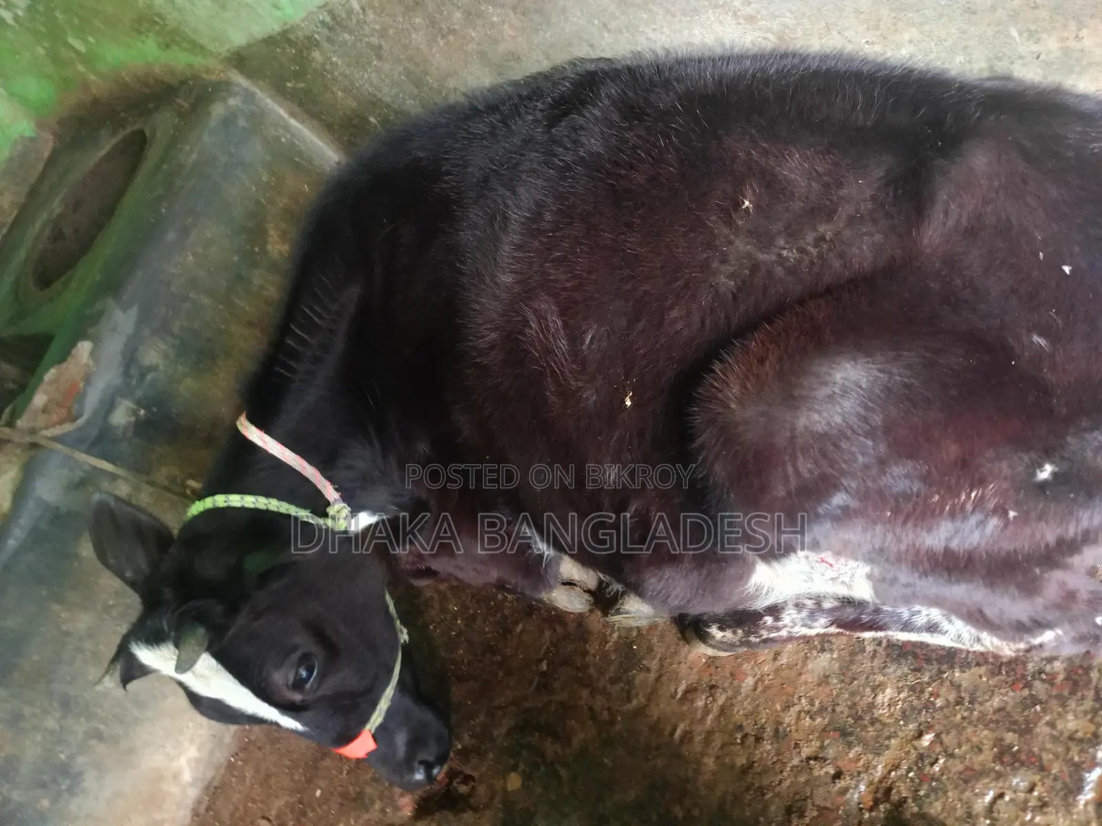 90% Friesian Cow for Sale