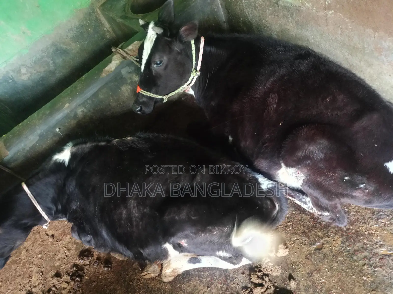 90% Friesian Cow for Sale