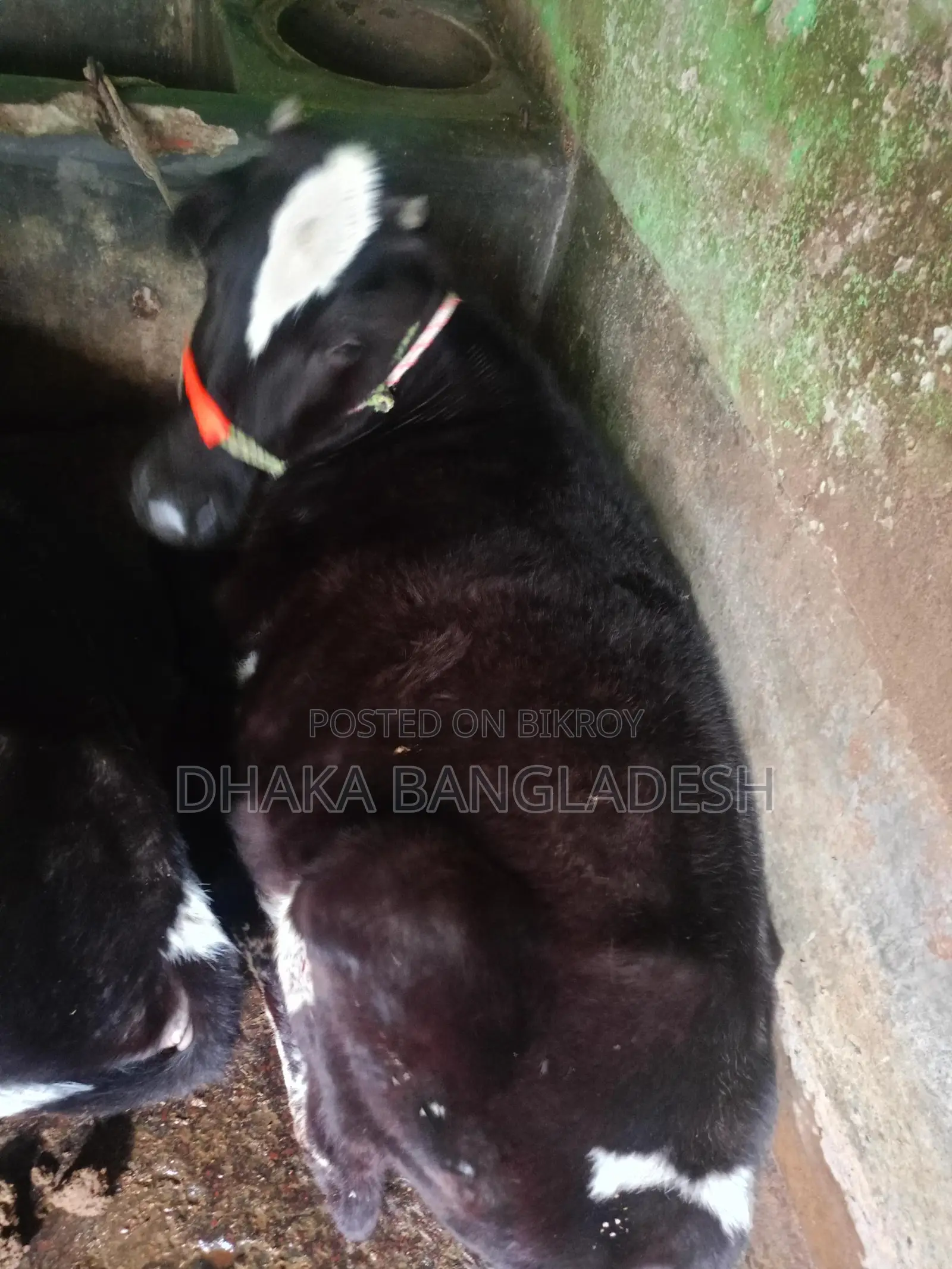 90% Friesian Cow for Sale