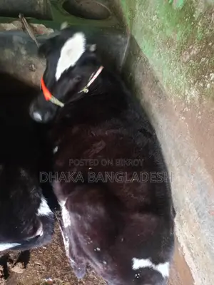 90% Friesian Cow for Sale