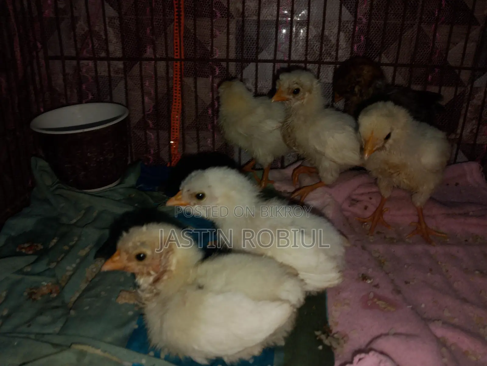Chicken