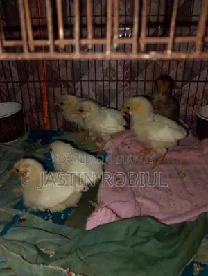 Chicken