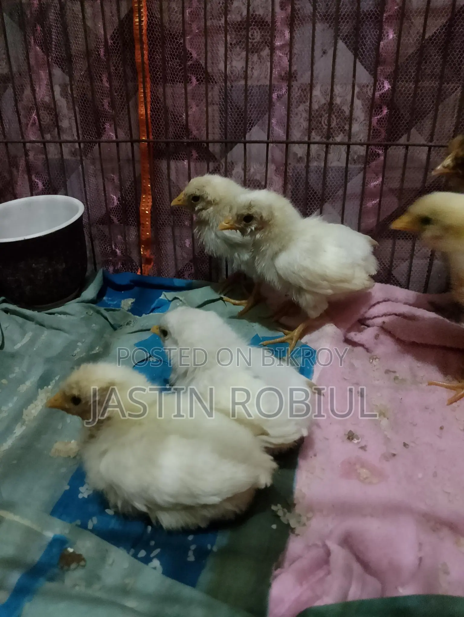 Chicken