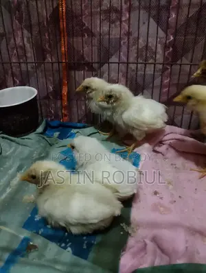 Chicken