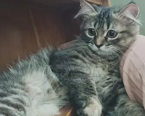 Pure Persian Doll Face Cat for Sale