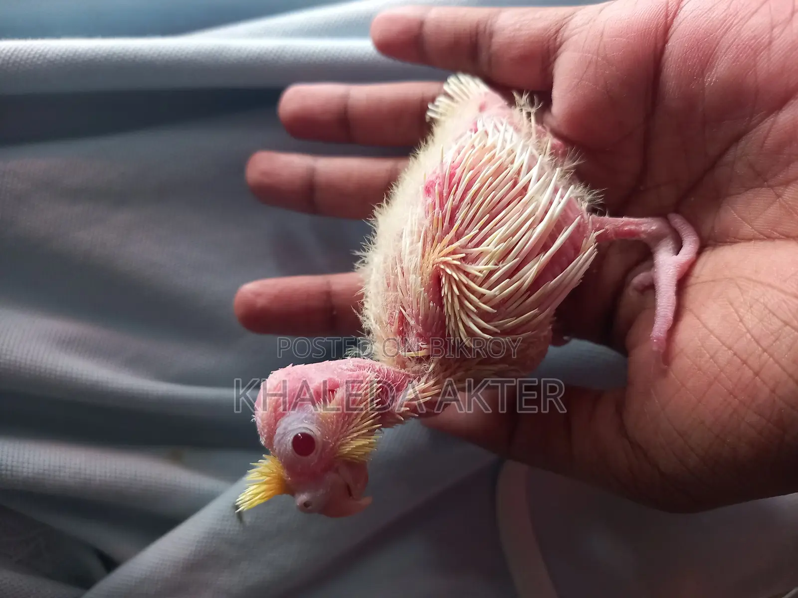 Cockatiel Baby Tame Size