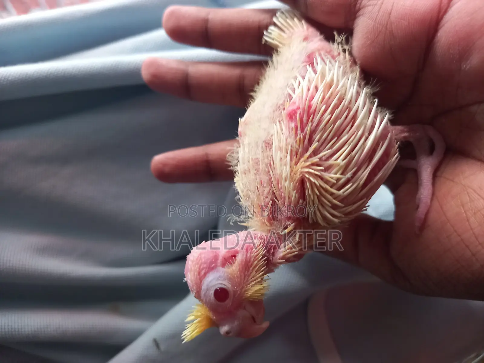 Cockatiel Baby Tame Size