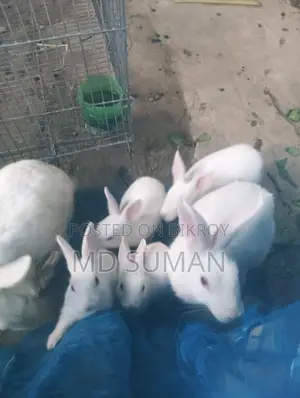 Rabbit for sale