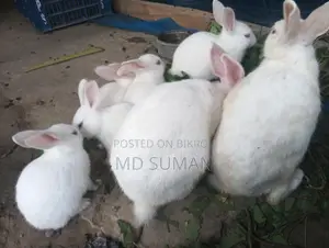 Rabbit for sale