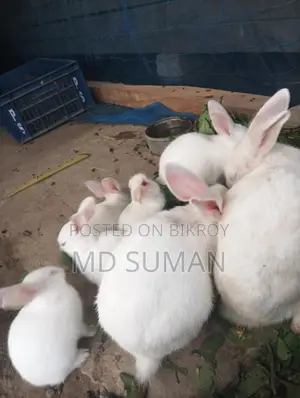 Rabbit for sale