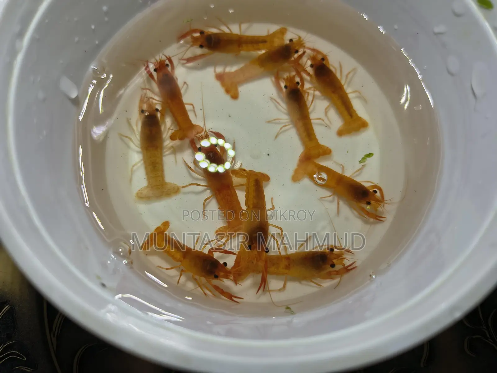 Eid Special Offer – Live Crayfish Sale!