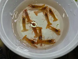 Eid Special Offer – Live Crayfish Sale!