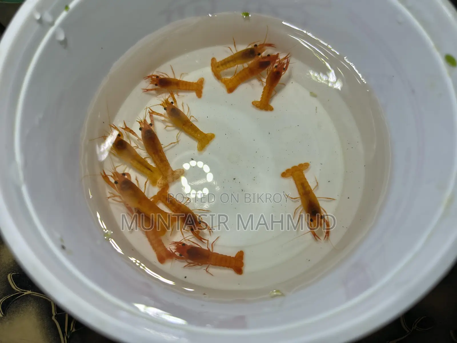 Eid Special Offer – Live Crayfish Sale!