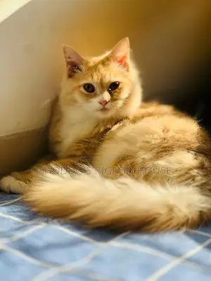 Persian Cat for Sale