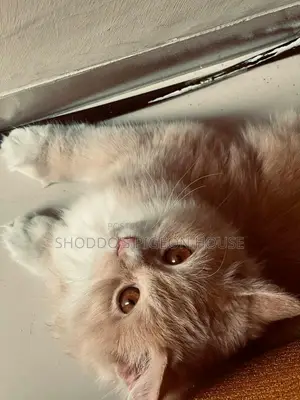 Persian Cat for Sale