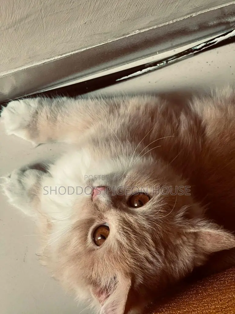 Persian Cat for Sale