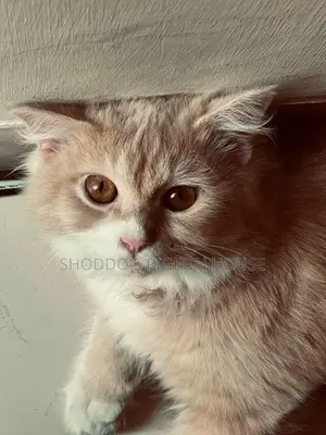 Persian Cat for Sale