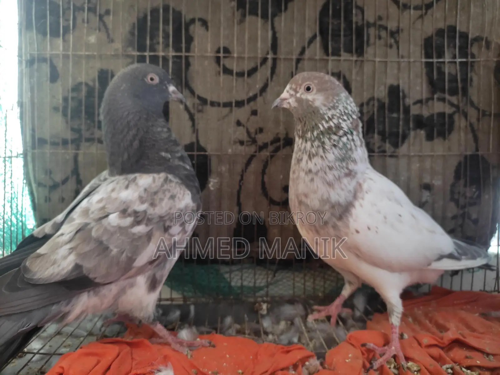 Giribaz Pigeons