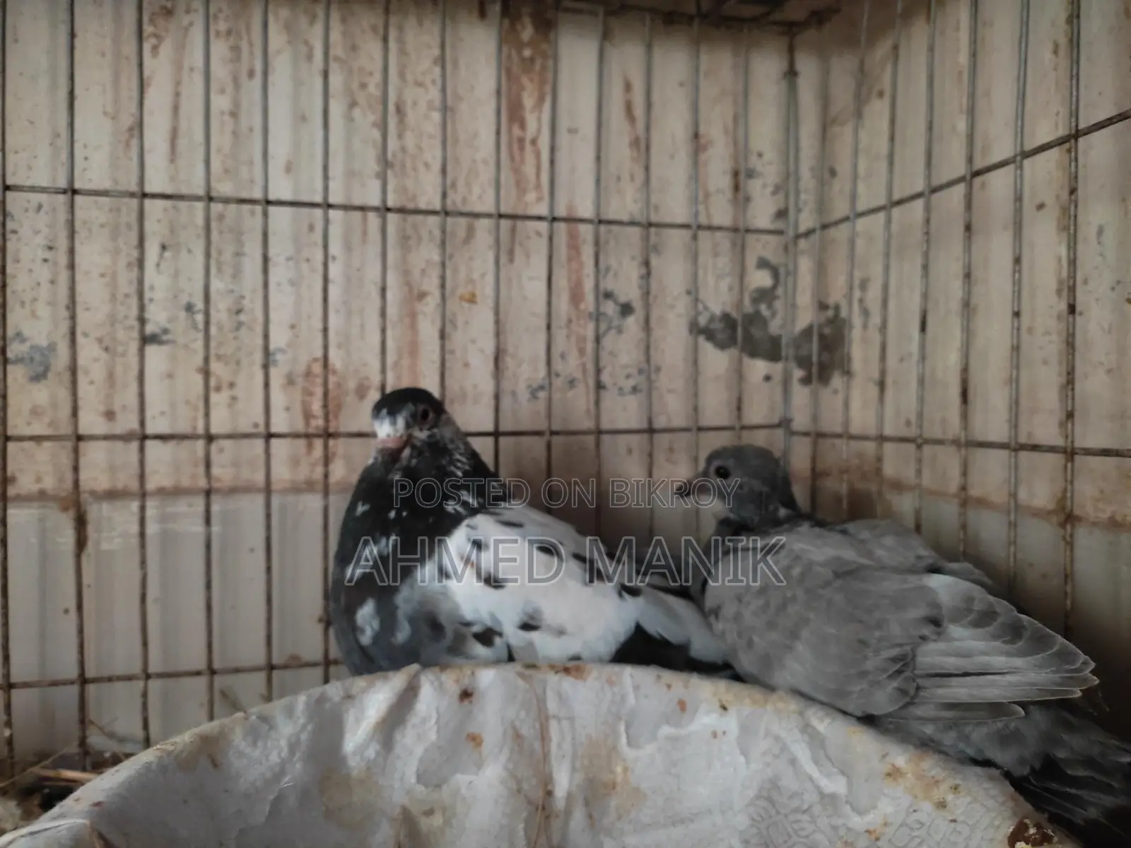Giribaz Pigeons