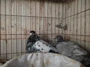 Giribaz Pigeons