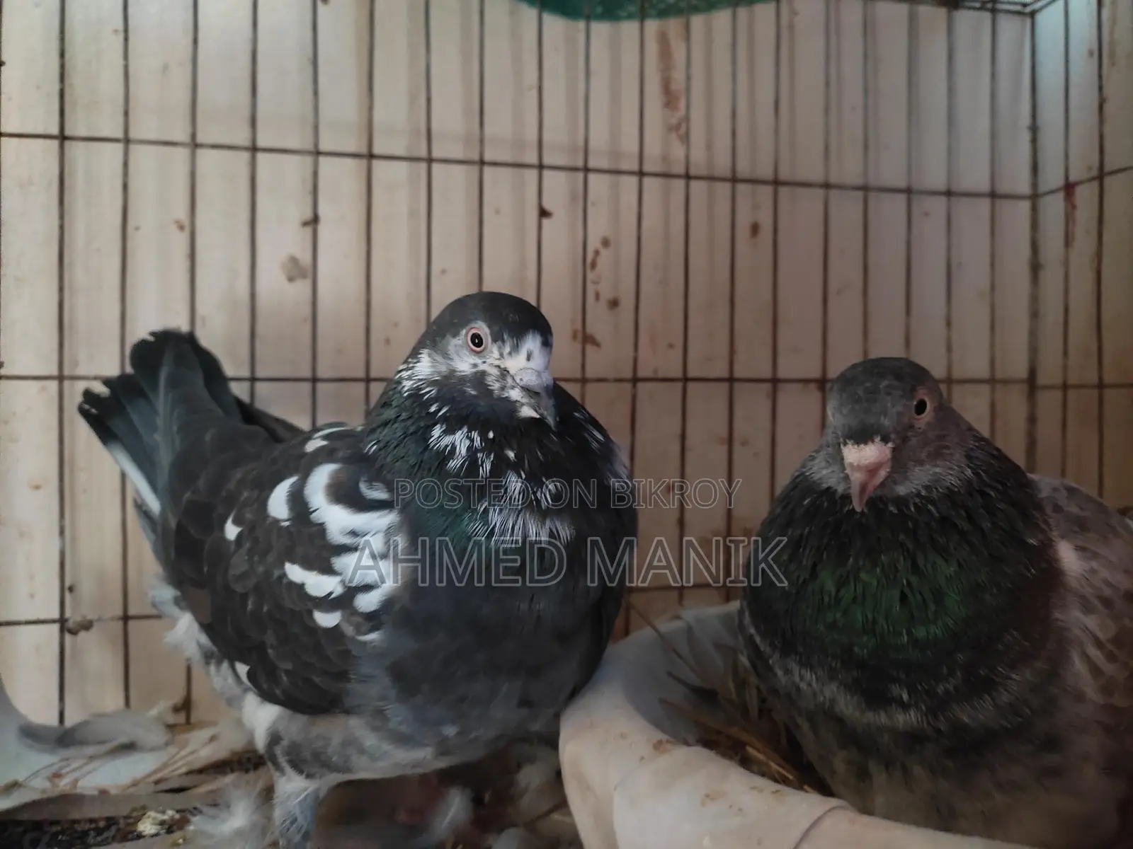 Giribaz Pigeons