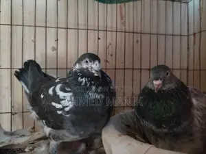 Giribaz Pigeons