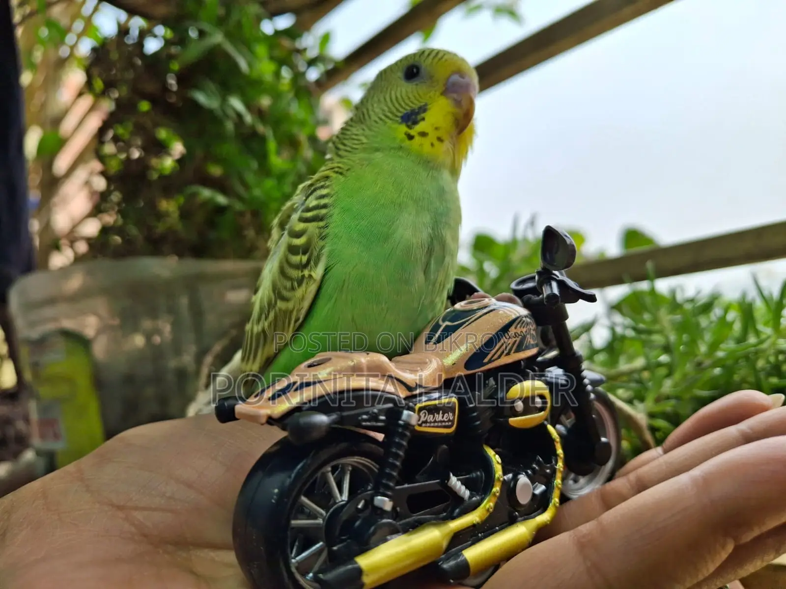 Tame Budgerigar Birds