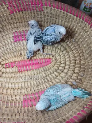 Tame Budgerigar Birds