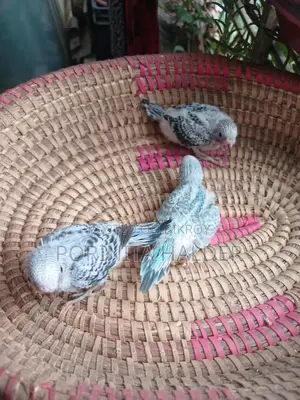 Tame Budgerigar Birds