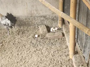 রানিং ডিমপাড়া ফাওমি মুরগি