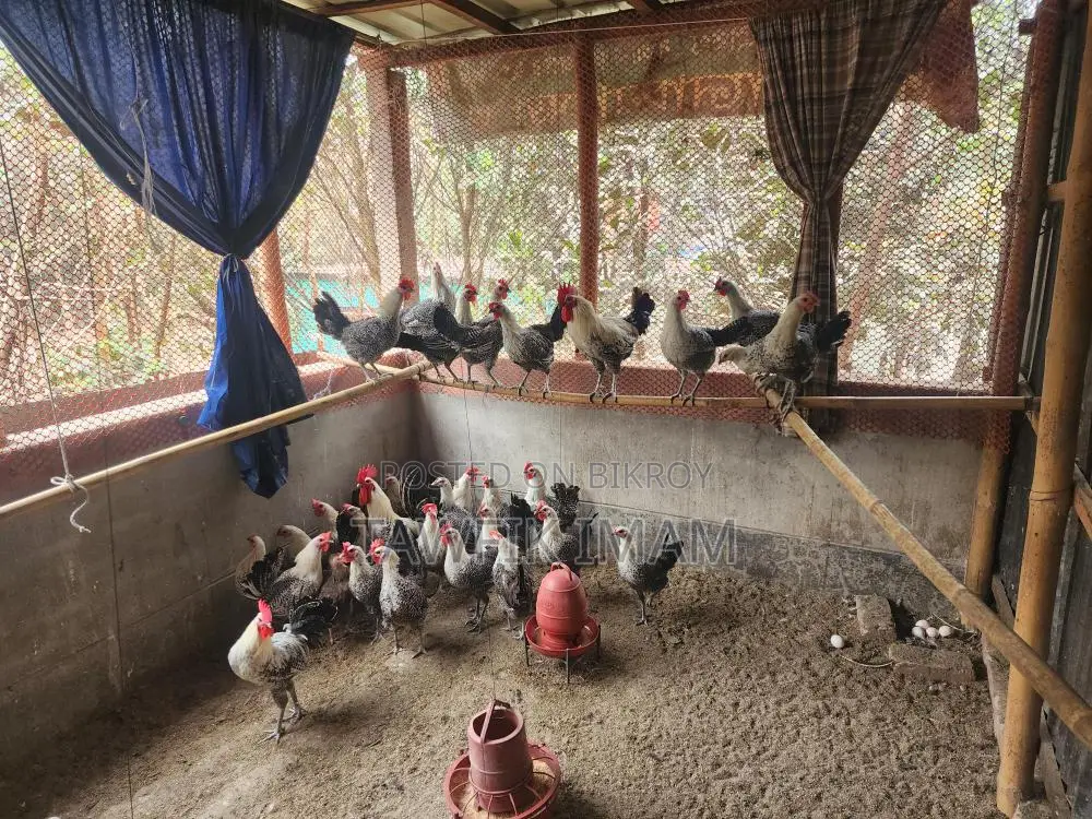 রানিং ডিমপাড়া ফাওমি মুরগি