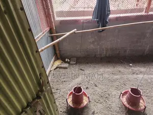 রানিং ডিমপাড়া ফাওমি মুরগি