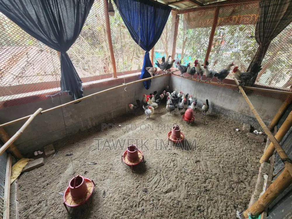 রানিং ডিমপাড়া ফাওমি মুরগি