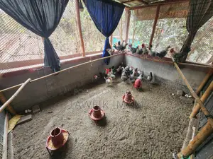 রানিং ডিমপাড়া ফাওমি মুরগি