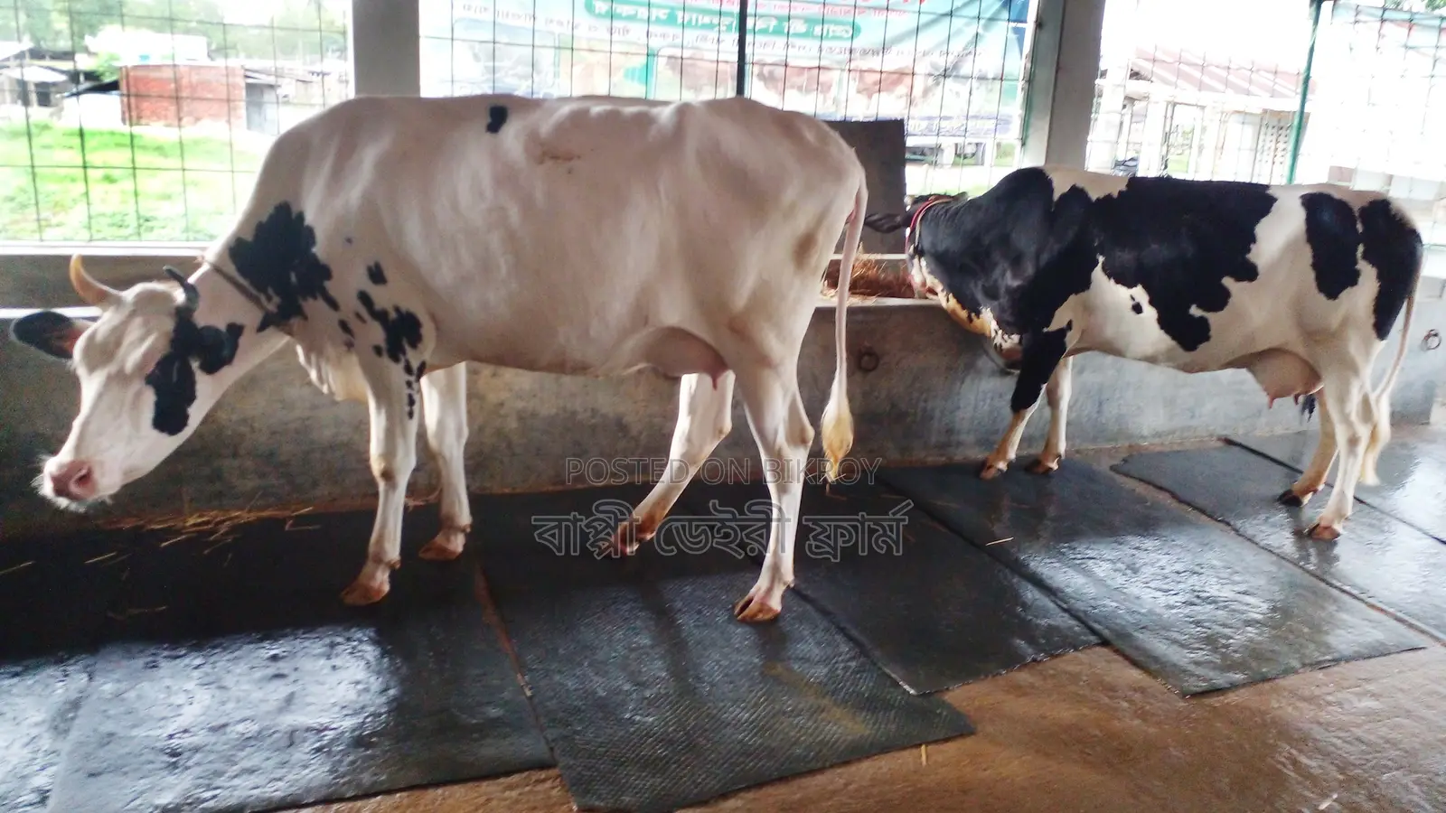 ১০৩১নং পোষার জন্য ভালো জাতের ২টি গাভী কিনুন।