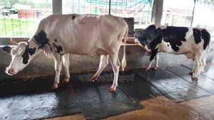 ১০৩১নং পোষার জন্য ভালো জাতের ২টি গাভী কিনুন।