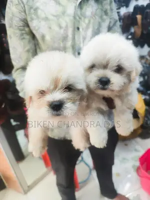 Lhasa Apso