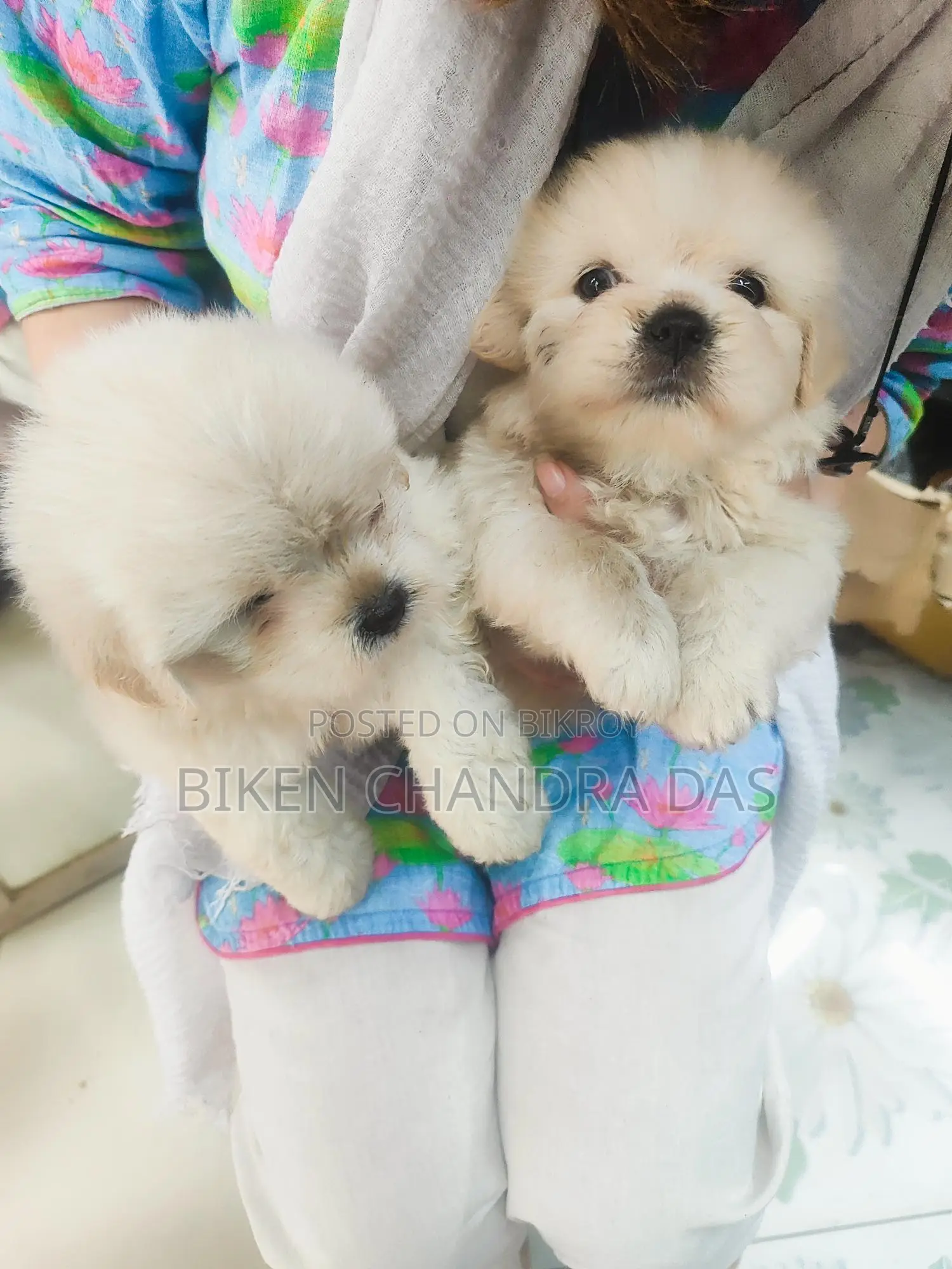 Lhasa Apso