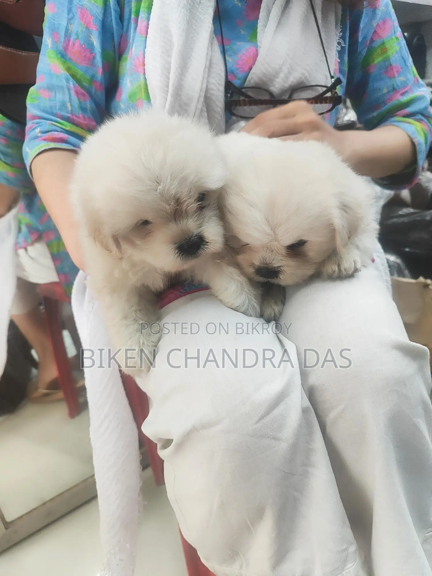 Lhasa Apso