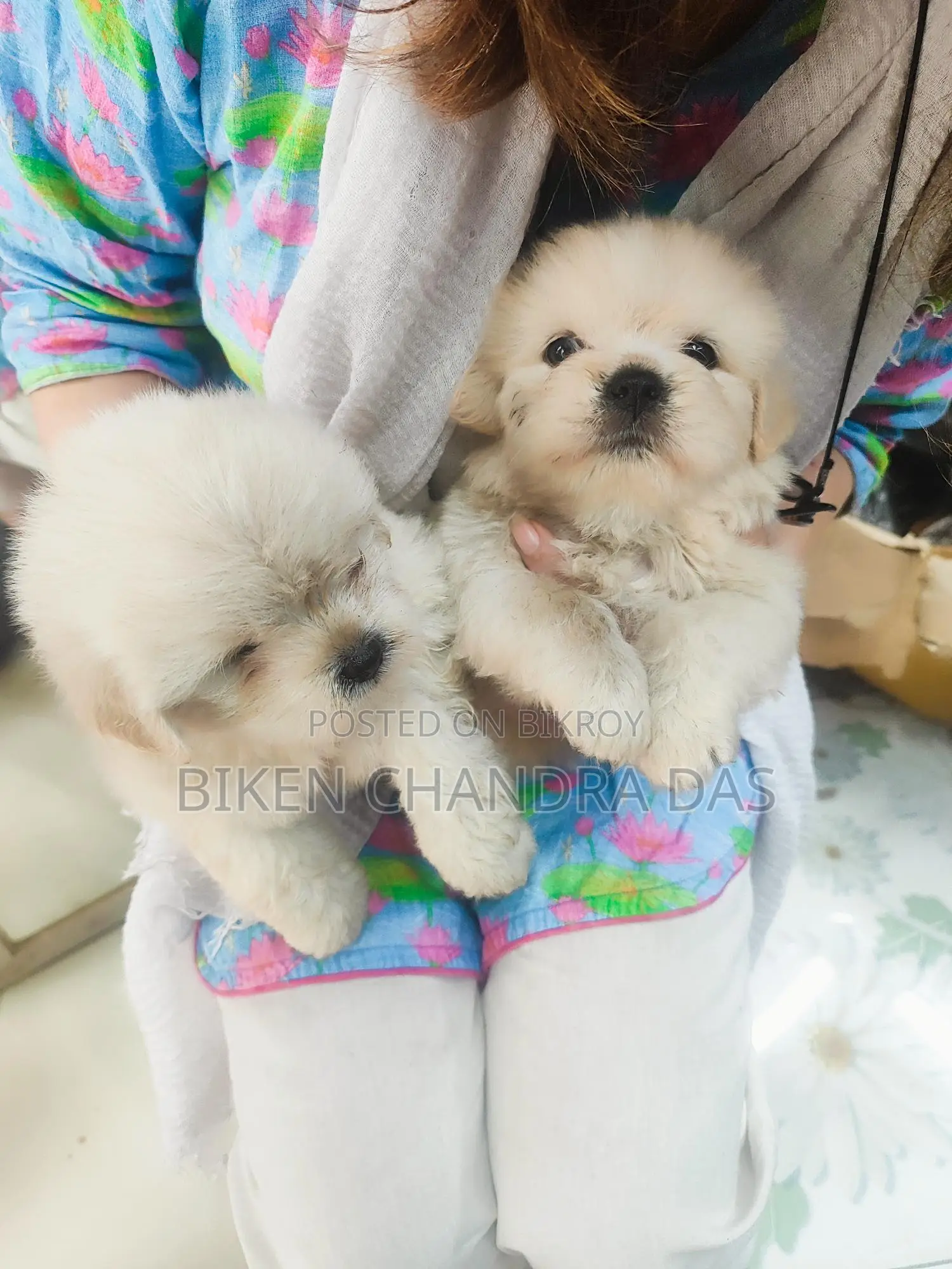Lhasa Apso