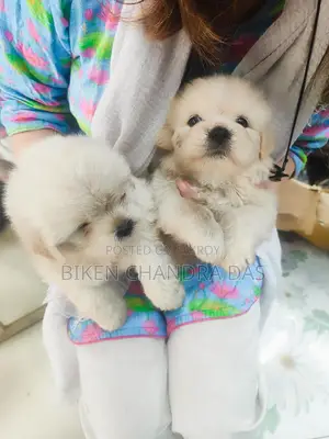 Lhasa Apso