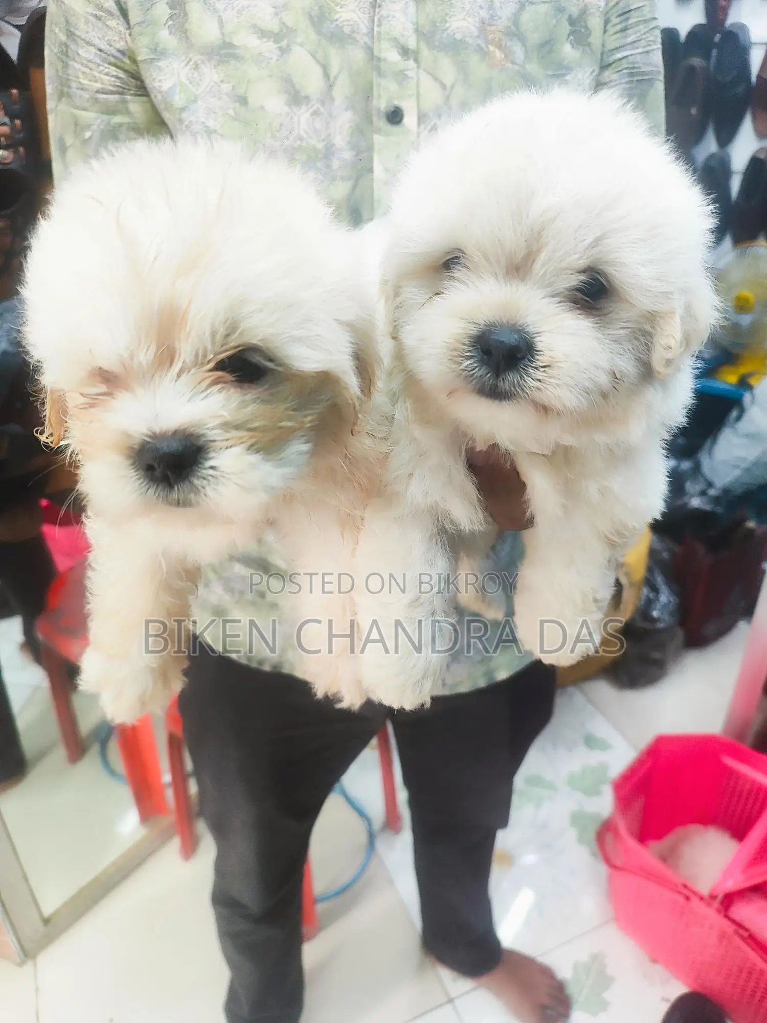 Lhasa Apso