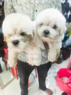 Lhasa Apso