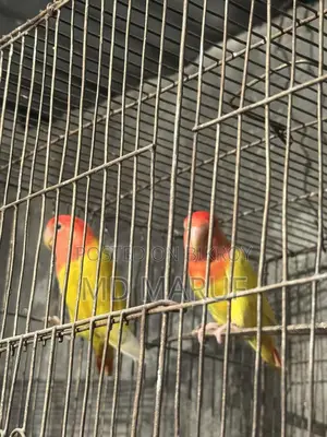 Bird for sale