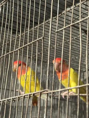 Bird for sale