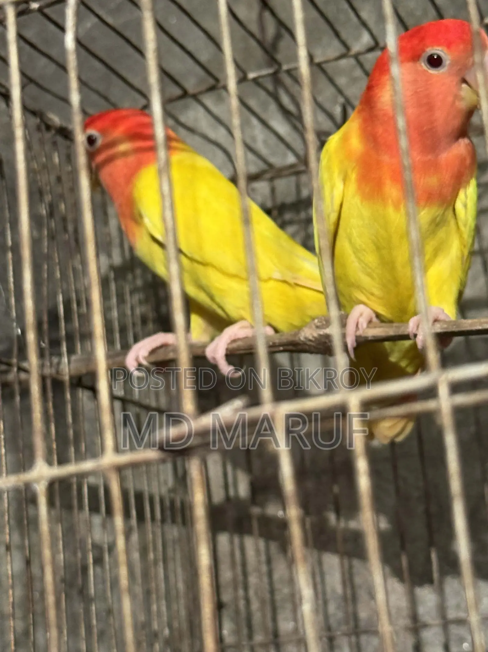 Bird for sale