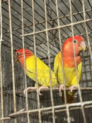 Bird for sale