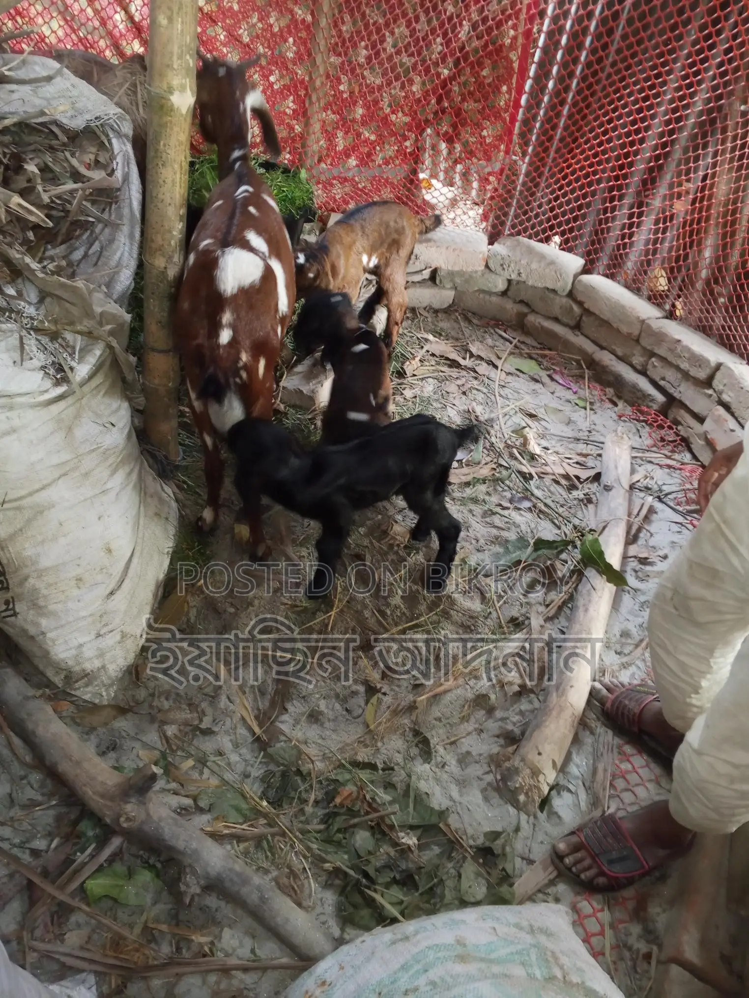Mother Goat with 3 Kids for Sale